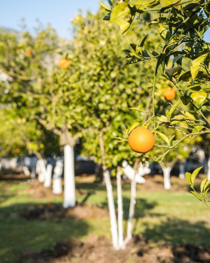 Oase Garden Hotel Çıralı Zewnętrze zdjęcie